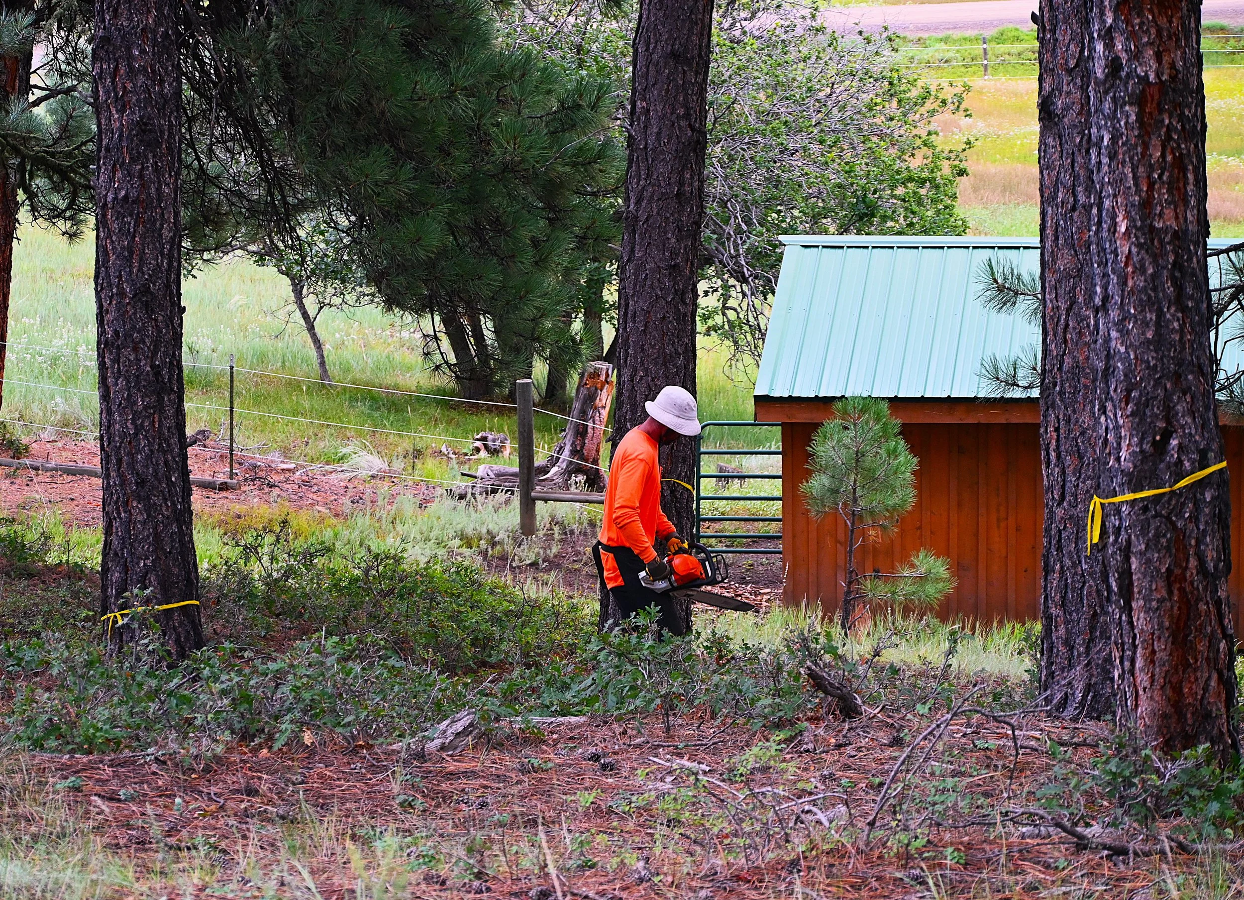 Defensible space brush removal