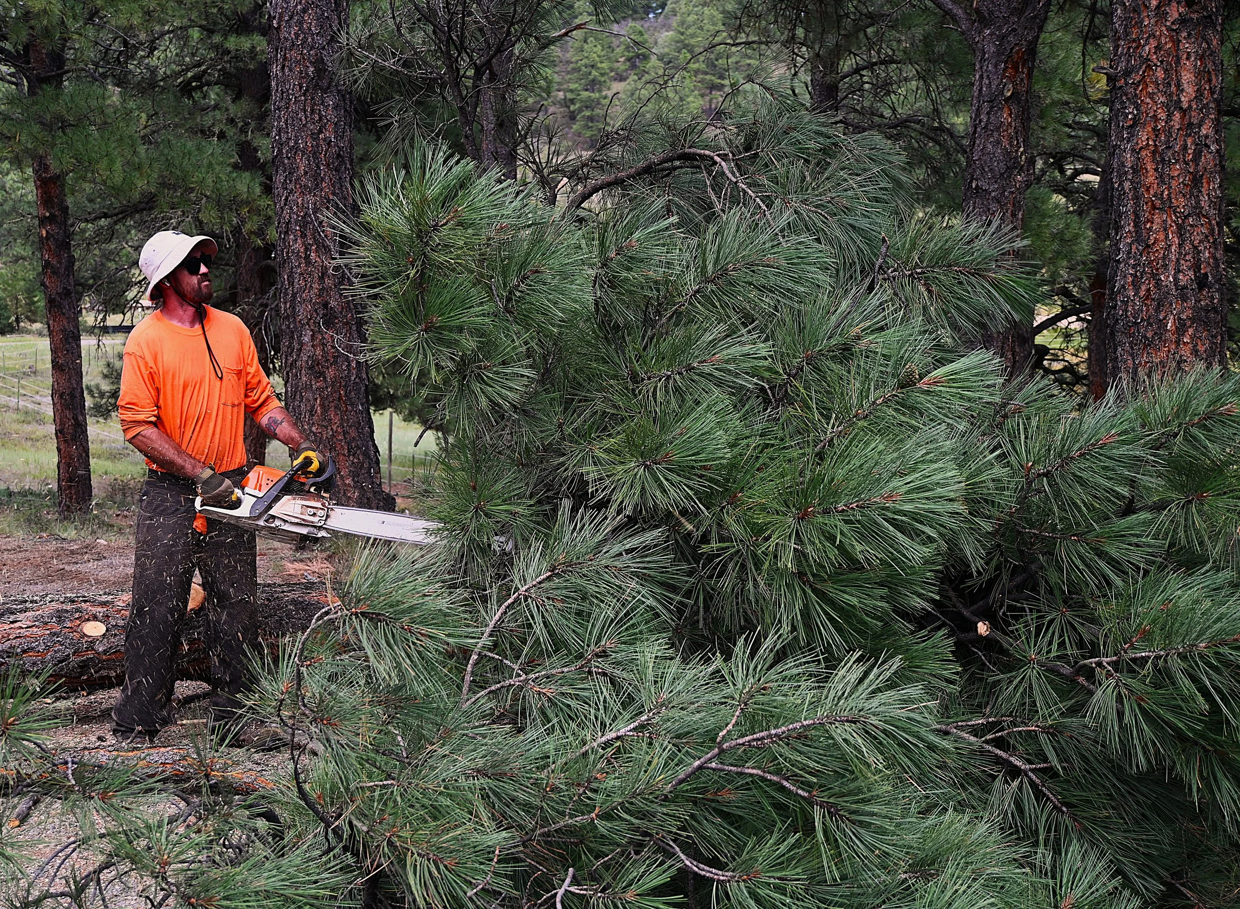 Fire mitigation tree limbing and vegetation cleanup
