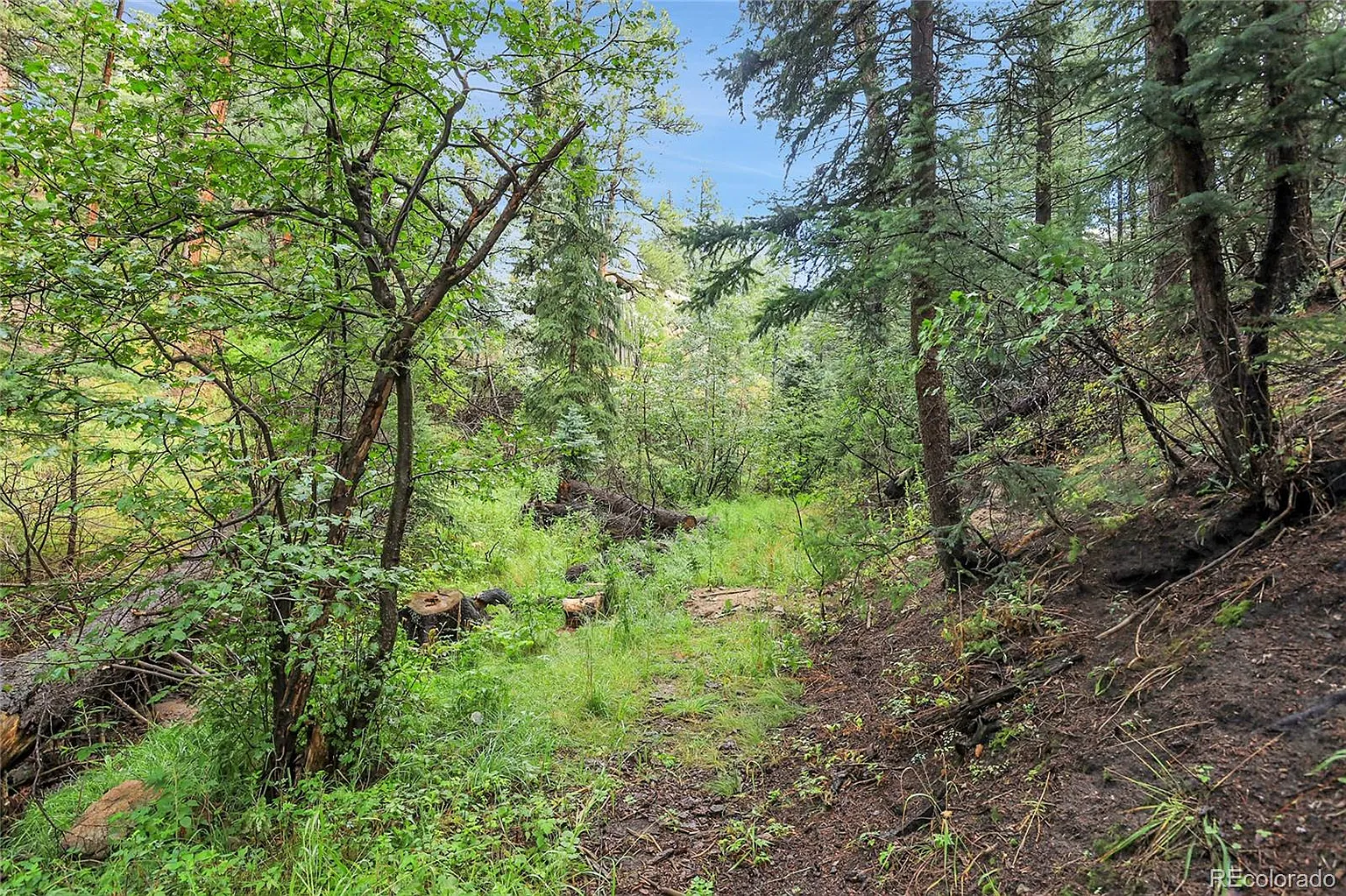 Overgrown brush clearing