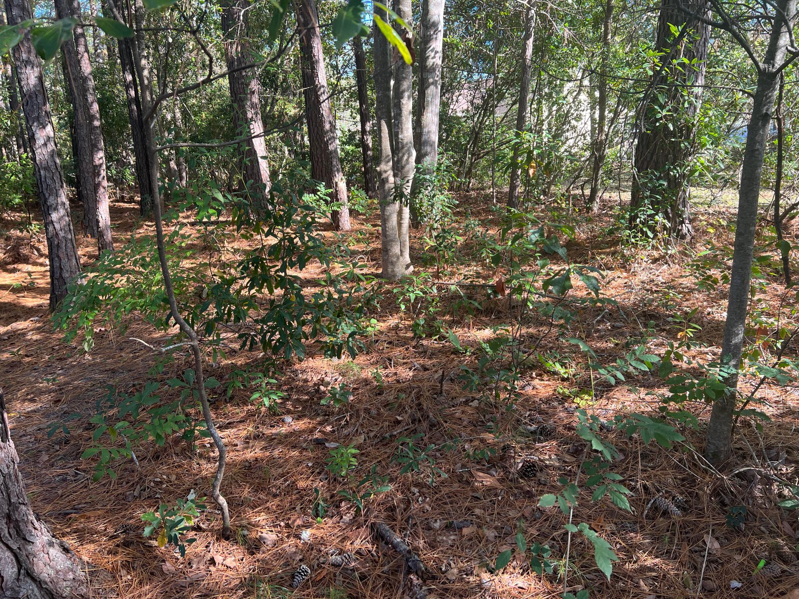 Pine needle removal and cleanup
