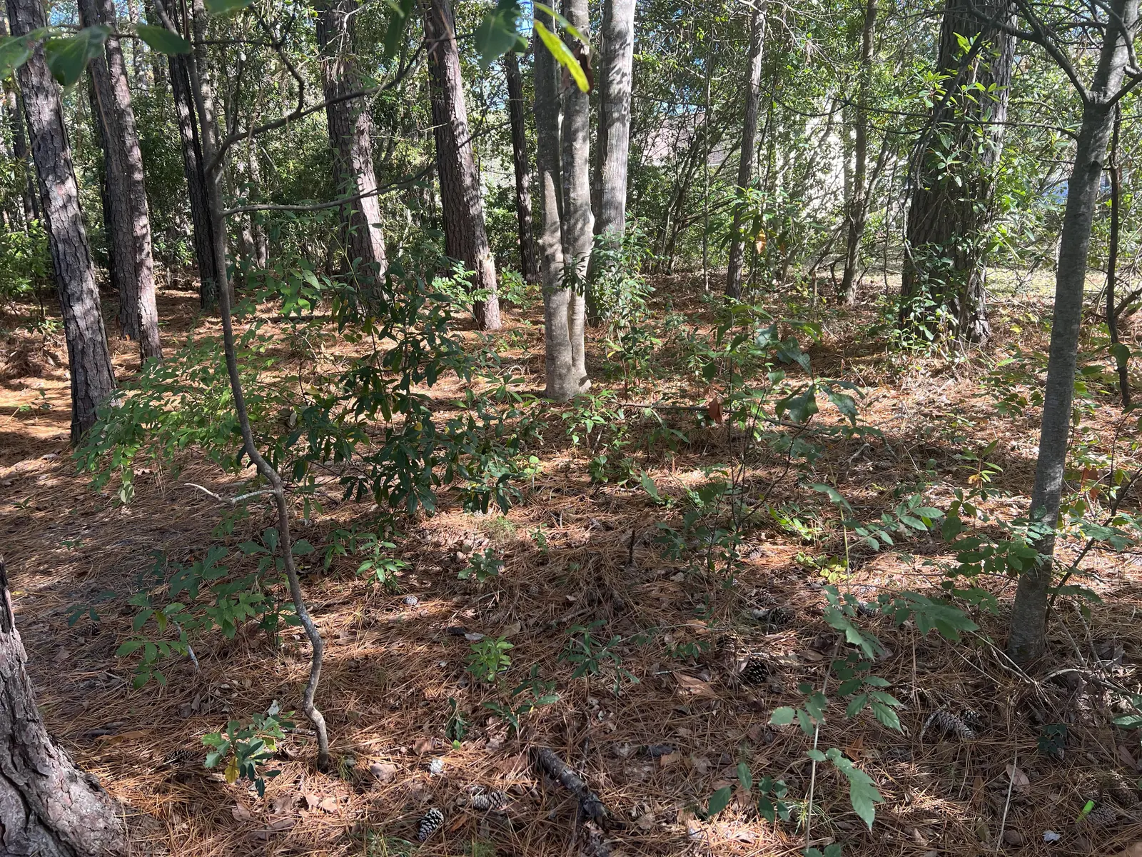 Pine needle removal and cleanup in Truckee